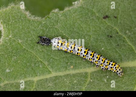 Königskerzenmönch, Königskerzen-Mönch, Wollkrauteule, Wollkrauteule, Brauner Mönch, Raupe auf Königskerze frisst abgestreifte Larvenhaut, Shargacucull Stockfoto