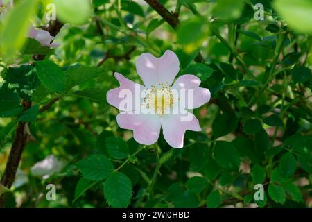 Hunds-Rose, Hundsrose, Heckenrose, Wildrose, Rose, Rosen, Rosenblüten, Blüte, Blüten, blühend, Rosenblüte, Wildrosen, Heckenrosen, Rosa canina, Common Stockfoto