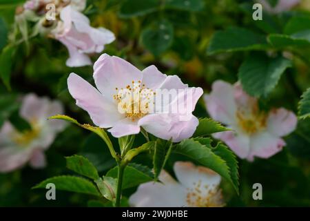 Hunds-Rose, Hundsrose, Heckenrose, Wildrose, Rose, Rosen, Rosenblüten, Blüte, Blüten, blühend, Rosenblüte, Wildrosen, Heckenrosen, Rosa canina, Common Stockfoto