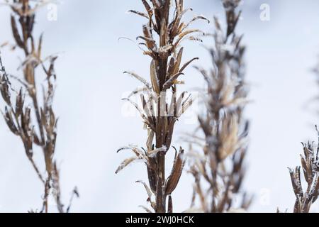 Nachtkerze, Nachtkerzen, Stängel, Samenstand im Winter, Oenothera, Oenothera spec., Nachtkerze, Nachtkerze, Abendstern, Sonnentropfen, Onagre Stockfoto