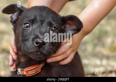 Schwarzer reinrassiger Welpe in Kinderhänden auf dem Rasen Stockfoto