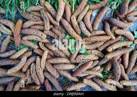 Atlas Cedar (Cedrus atlantica) 'glauca' - männliche Blüten Stockfoto