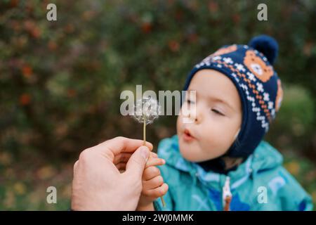 Kleines Mädchen, das auf einen Löwenzahn in der Hand ihres Vaters bläst Stockfoto