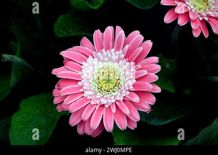 Einzelne rosafarbene Gerbera Garvinea „Sweet Memories“ (Garsweetmemo) Blume, die an einer Grenze im RHS Garden Harlow Carr, Harrogate, Yorkshire, England, Großbritannien angebaut wird. Stockfoto