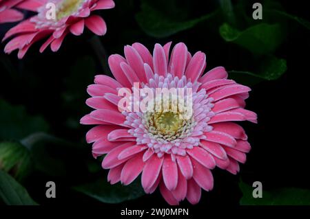 Einzelne rosafarbene Gerbera Garvinea „Sweet Memories“ (Garsweetmemo) Blume, die an einer Grenze im RHS Garden Harlow Carr, Harrogate, Yorkshire, England, Großbritannien angebaut wird. Stockfoto