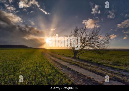Feldweg mit einem Baum und Sonnenuntergang Stockfoto