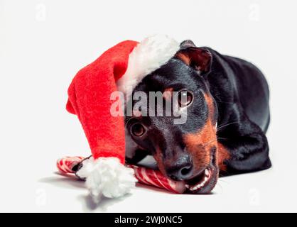 Miniatur-Pinscher-Welpe in einem roten weihnachtsmann-Hut knabbert an einem Zuckerrohr auf weißem Hintergrund Stockfoto