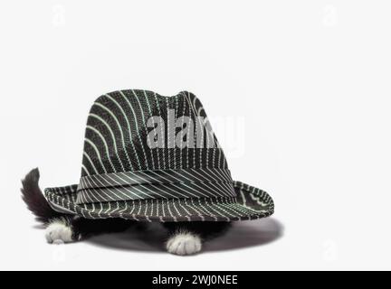 Das kleine schwarz-weiße Kätzchen versteckt sich unter einem Hut auf weißem Hintergrund in Isolation Stockfoto