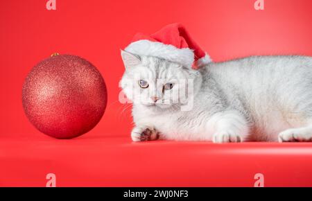 Die britische Kurzhaarkatze mit Weihnachtsmannmütze sieht sich einen großen Silvesterball auf rotem Hintergrund an Stockfoto