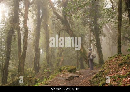 Träume wie ein Rhododendron-Regenwald in Nepal Stockfoto