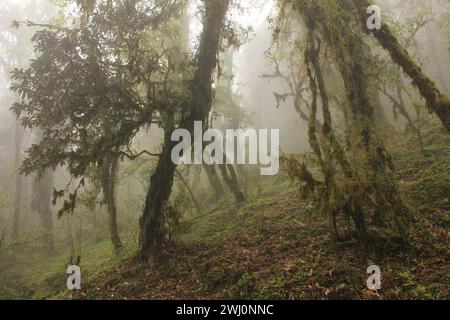 Märchen wie Rhododendron-Regenwald in Nepal Stockfoto