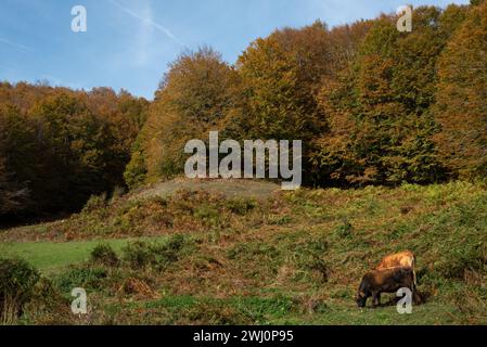 Domestizierte Kühe, die im Herbst auf einer grünen Wiese auf das Gras schauen Stockfoto