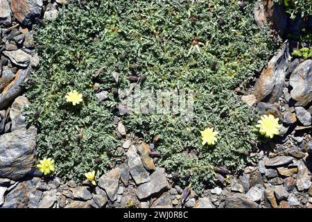 Leontodon boryi ist ein ausdauerndes Kraut, das in der Sierra Nevada endemisch ist und auf der Roten Liste steht. Dieses Foto wurde im Sierra Nevada National Park, Granada PR Stockfoto