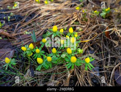 Gelbe Winterakonite im Frühjahr Stockfoto