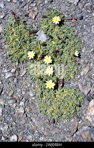 Leontodon boryi ist ein ausdauerndes Kraut, das in der Sierra Nevada endemisch ist und auf der Roten Liste steht. Dieses Foto wurde im Sierra Nevada National Park, Granada PR Stockfoto