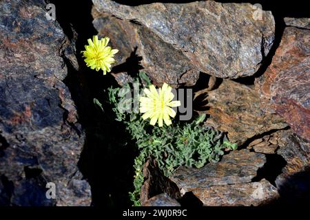 Leontodon boryi ist ein ausdauerndes Kraut, das in der Sierra Nevada endemisch ist und auf der Roten Liste steht. Dieses Foto wurde im Sierra Nevada National Park, Granada PR Stockfoto