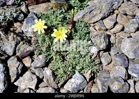 Leontodon boryi ist ein ausdauerndes Kraut, das in der Sierra Nevada endemisch ist und auf der Roten Liste steht. Dieses Foto wurde im Sierra Nevada National Park, Granada PR Stockfoto