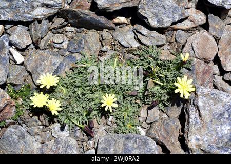 Leontodon boryi ist ein ausdauerndes Kraut, das in der Sierra Nevada endemisch ist und auf der Roten Liste steht. Dieses Foto wurde im Sierra Nevada National Park, Granada PR Stockfoto