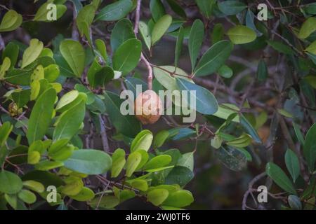 Mangrovenpflanzen, Wurzeln, Epiphyten, Bhitarkanika, Mangroven, Odisha, Indien Stockfoto