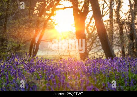 Atemberaubende Blauglockenwälder mit Sonnenaufgang durch die Frühlingsbäume in Norfolk England Stockfoto