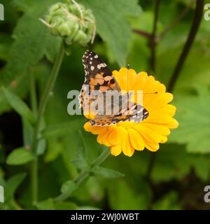 Gemalte Dame, Schmetterling Stockfoto