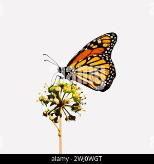 Monarch, Monarch Schmetterling Stockfoto