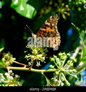 Schmetterling, gemalte Dame Stockfoto