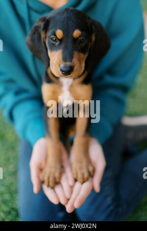Ein großer Welpe sitzt auf dem Schoß einer jungen Frau und legt seine Pfoten auf ihre Handflächen Stockfoto