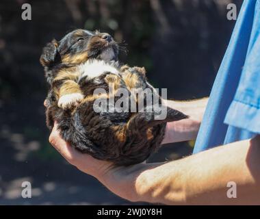 Mann in Tierarztuniform, der einen Welpen hält Stockfoto