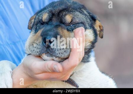 Die männliche Handfläche hält den Maul eines Shar Pei-Welpen Stockfoto