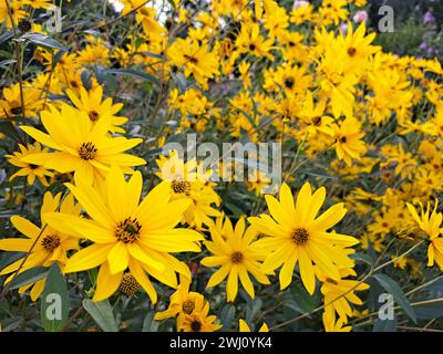 Gelbe Blüten der Jerusalemer Artischocke (Helianthus tuberosus) Stockfoto