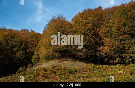 Domestizierte Kuh im Herbst auf Grünland auf grüner Wiese Stockfoto