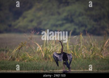 Oriental Darter, Anhinga melanogaster, Bhitarkanika, Odisha, Indien Stockfoto