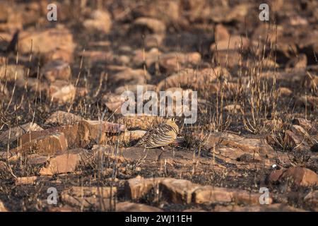 Gemalte Sandhühner, Pterocles indicus, Panna Tiger Reserve, Madhya Pradesh, Indien Stockfoto