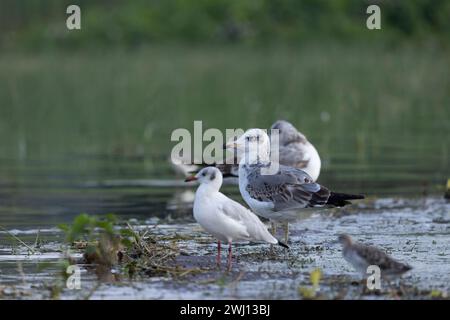 Pallas Gull, Ichthyaetus ichthyaetus, Bhigwan, Maharashtra, Indien Stockfoto