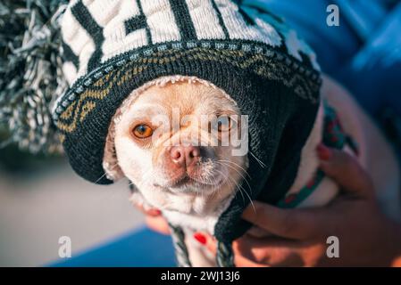 Lustiger chihuahua-Zuchthund mit einem riesigen Winterhut in den Händen des Besitzers Stockfoto