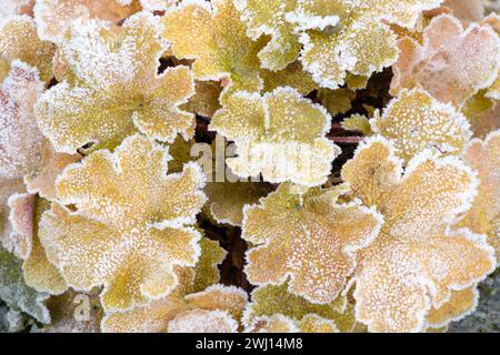 Heuchera Caramel (Korallenglocken), eine immergrüne Staude im Winter mit ihren Blättern, die mit Raureif bedeckt sind. Stockfoto