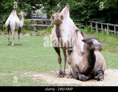 Mehrere wilde baktrienkamele (Camelus bactrianus) Stockfoto