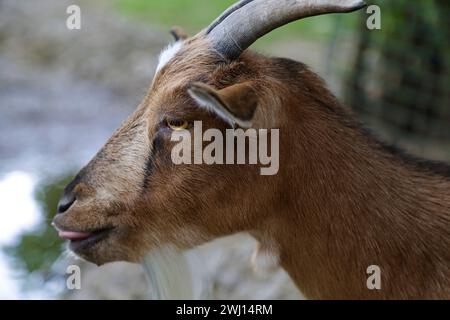 Porträt einer niedlichen Pygmäenziege Porträt einer niedlichen Pygmäenziege Stockfoto
