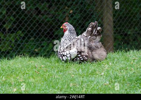 Wyandotte Hen in einem großen Garten gesehen Stockfoto