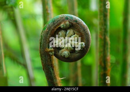 Ein neu entstandener, geschwungener Weichtaumfarn (Dicksonia antarktica)-Frond, Trewidden Garden Cornwall Südwest-England Großbritannien Stockfoto