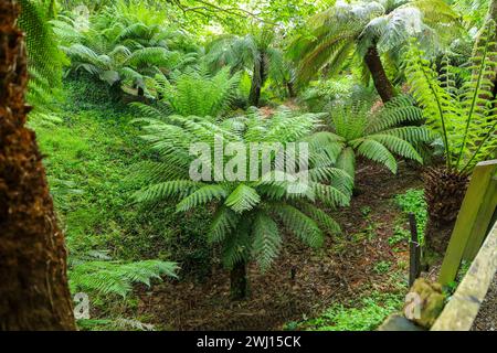 Soft Tree Ferns (Dicksonia antarktica) in Trewidden Garden, Cornwall, Südwestengland, Großbritannien Stockfoto