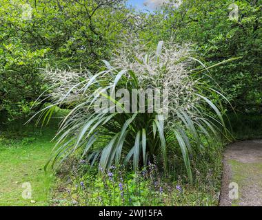 Miscanthus sinensis, das eulalia oder chinesisches Silbergras, ist eine Art blühender Pflanze in der Grasfamilie Poaceae, Cornwall, England Stockfoto