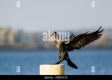 Kormoran Stockfoto