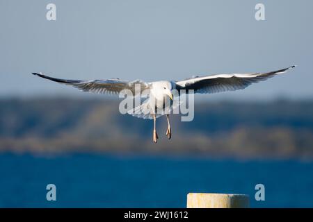 Kaspischen Möwe im Flug Stockfoto