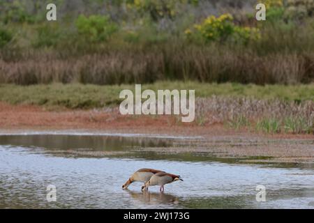 Zwei ägyptische Gänse (Alopochen aegyptiaca) Trinkwasser im Intaka Island Bird Sanctuary in der Nähe von Kapstadt, Südafrika. Stockfoto