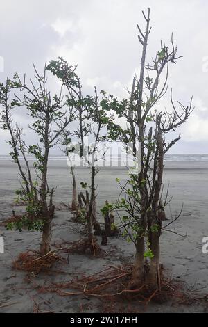 henry's Island Sea Beach, wunderschöne Küste von Bakkhali und Urlaubsziel in der Nähe von kalkutta in westbengalen, indien Stockfoto