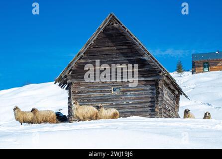 Eine Schafherde, die in der Nähe einer verwitterten Holzhütte auf einem schneebedeckten Hang weidet, in einer malerischen Winterszene. Stockfoto