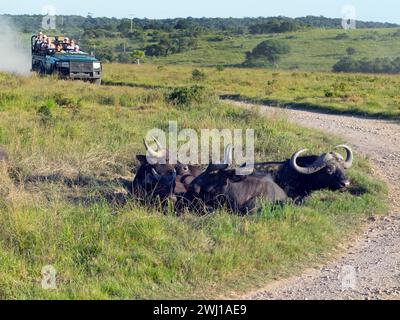 Afrikanischer Buffalo Syncerus Caffer und Touristen auf Safari Stockfoto