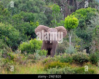 Afrikanischer Elefant Loxodonta africana Kap von Südafrika Stockfoto